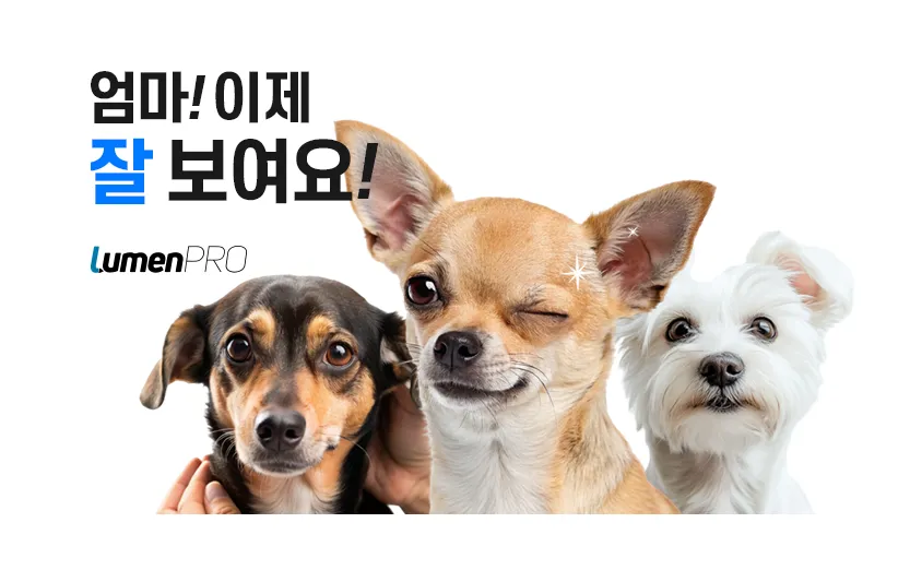 강아지백내장 1